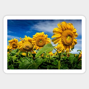 Sunny Sunflowers Puzzle Sticker